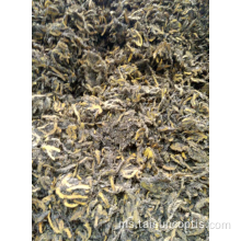 Rawatan rhizome rhizome huang lian herba